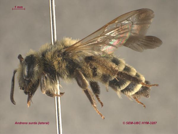 Photo of Andrena surda by Spencer Entomological Museum